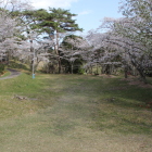 登って千畳敷の桜