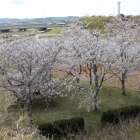 高見より南の丸東屋辺りの桜