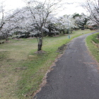 中の城手前より千畳敷の桜を振り返る