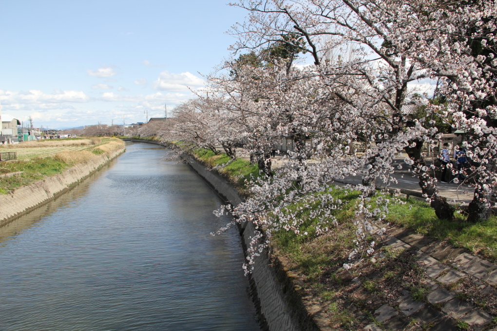 五条川の桜