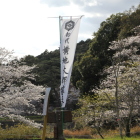 登城路手前の初代横地太郎家永の幟旗と桜