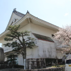 史料館裏手と桜