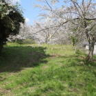 北大土塁と横堀・桜を西方向へ