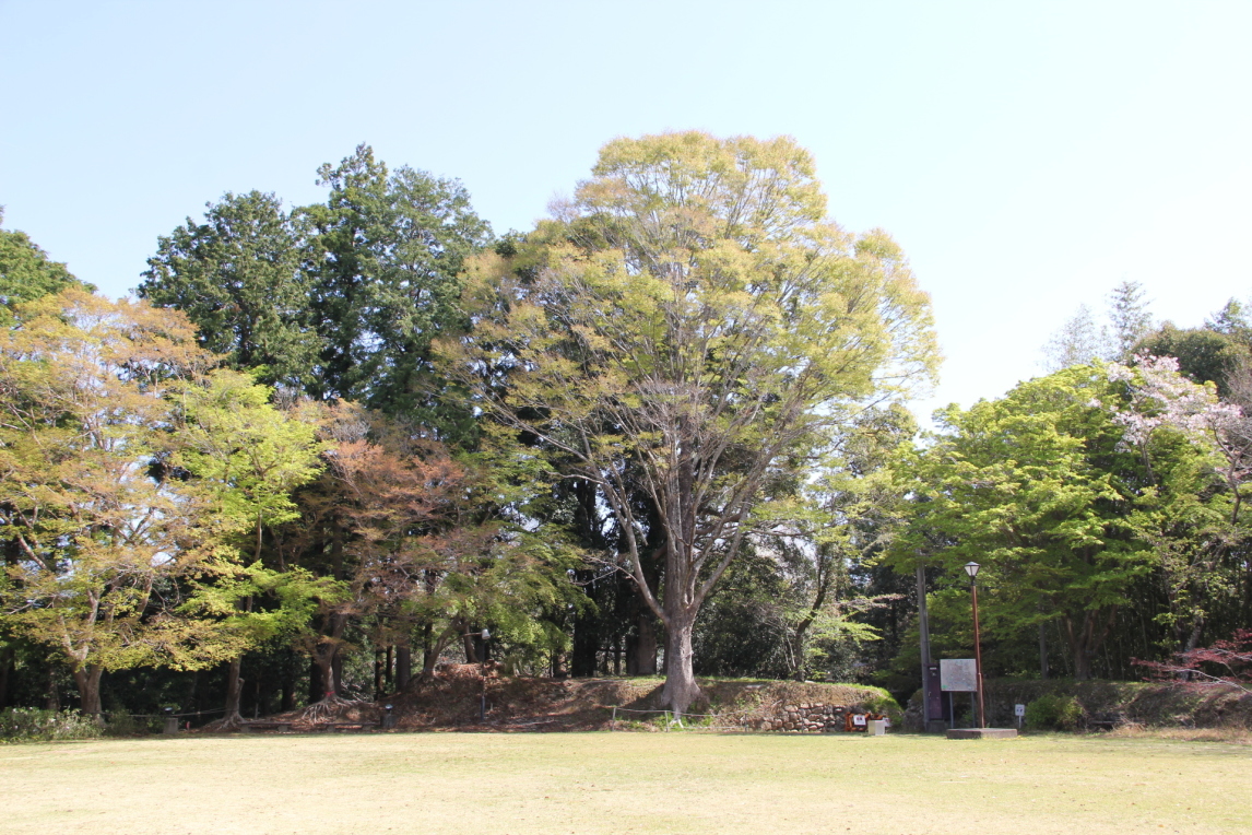 本丸北土塁の大欅の萌黄