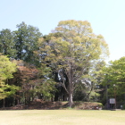 本丸北土塁の大欅の萌黄