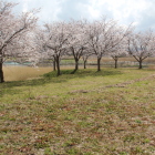 南の丸南東端と桜