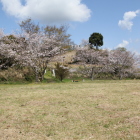 南の丸より桜越しに本丸を見上げる