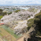 展望階より本郭の桜と横堀を眺める