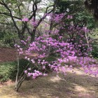 主郭北側のミツバツツジ
