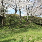 北大土塁上より見上げる桜と北下段
