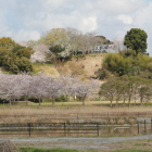 南の丸桜越しに本丸を望む