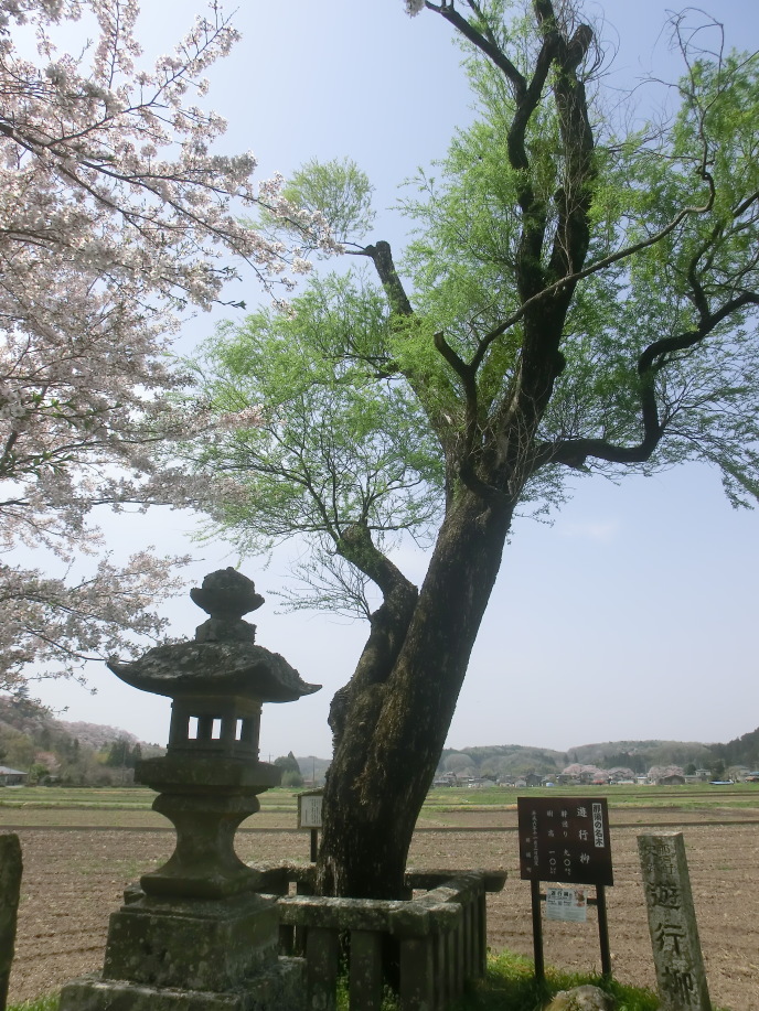 遊行柳