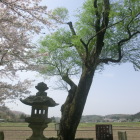 遊行柳