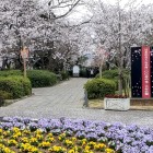 ⑩	大村公園さくら名所100選の碑
