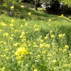 ⑥	二ノ丸に咲いていた菜の花