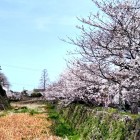 ②	堀沿いの桜並木