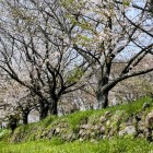 ⑦	本丸石垣と桜