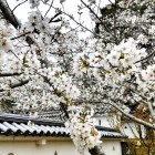 ⑨	本丸の大村桜
