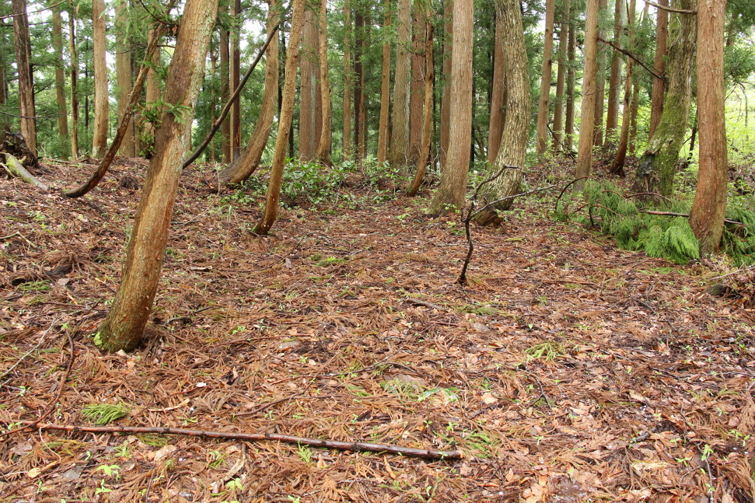 曲輪1と東から南にかけての土塁