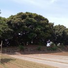 神社西側の土塁（道から撮影）