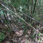 ここを登って来た