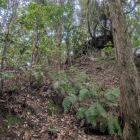 小山の裏　本丸北側