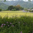 ゲートボールやってる