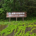田野フィールド