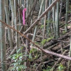 激ヤヴラー