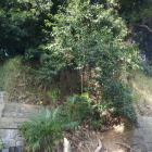 土塁だと思う