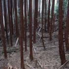主郭部南裾の畝状空堀群