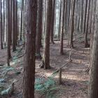 西尾根曲輪群南下段の帯曲輪