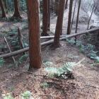 主郭部南裾の畝状空堀群。林道で分断されている