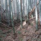 西殿北側の堀切。竹藪の立体迷路状態