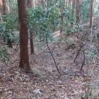 北東端の堀切から西側に落ちる竪堀