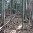 西殿北辺の土塁上