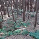 西尾根曲輪群
