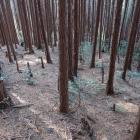 西尾根西裾の竪堀群