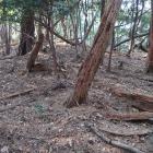 西尾根北西部の小曲輪群