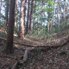 北西尾根の浅い堀切