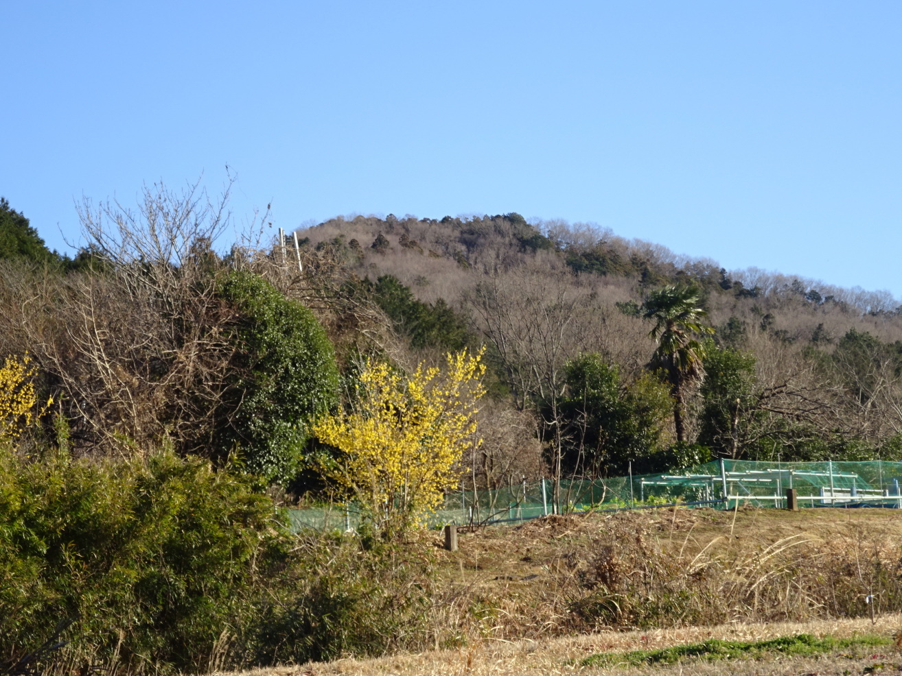 青山城遠景