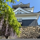 天守前の藤棚