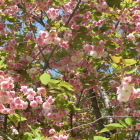山腹駐車場の桜