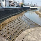 扇川の分流