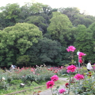 北側のバラ園から城山を望む5/13