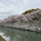 水堀（堀川）・石垣・桜