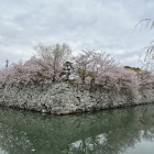月見櫓跡の石垣・桜