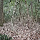 馬場