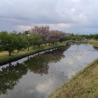 井田川沿いの桜並木