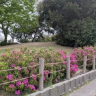 押野館跡は小さな公園になっている